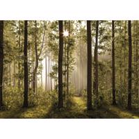 Fototapeta XXL Forest 360 x 254 cm, 4 diely